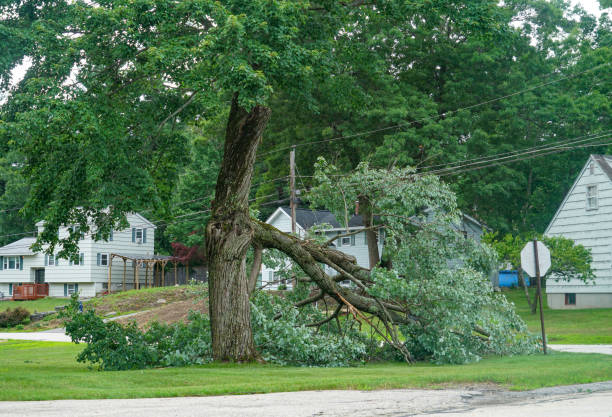 Tree Branch Trimming in Mount Wolf, PA